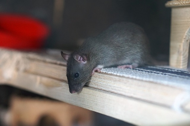 rat